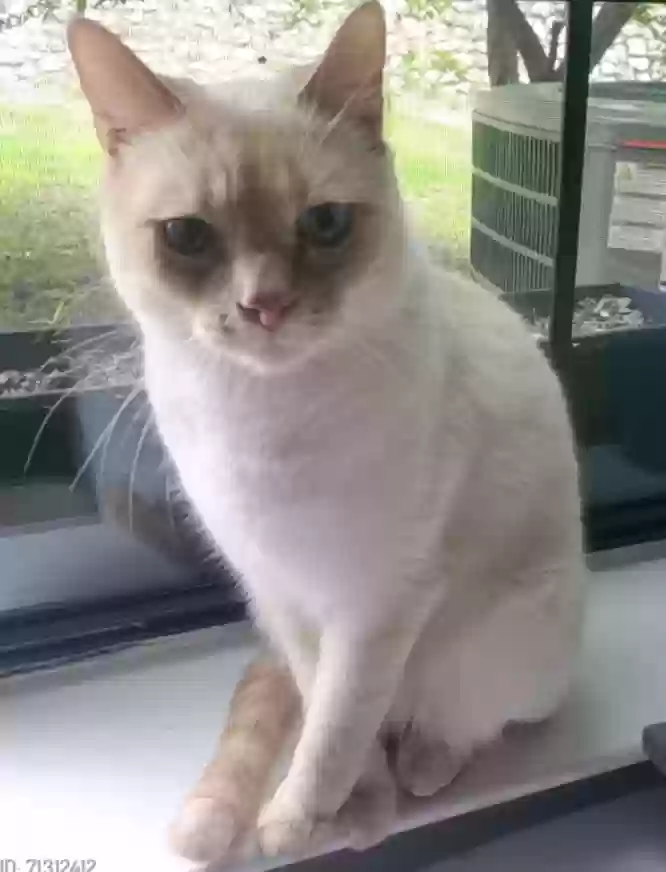 /lostandfound/images/lnfpets/original/183793_7964_Atlas Epifani Missing since 03 01.webp